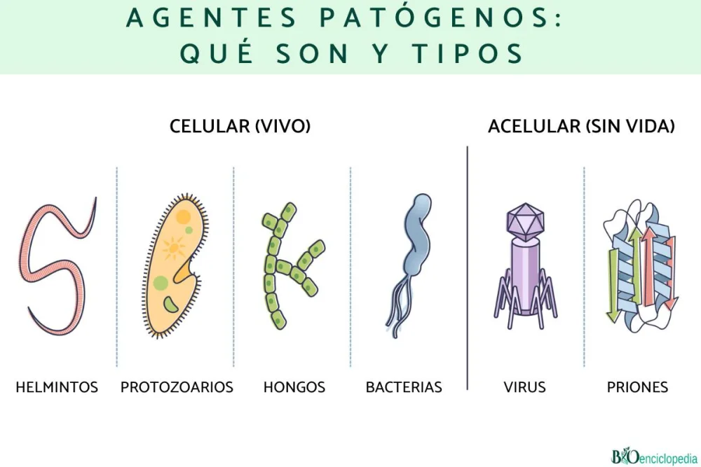 Variedades de agentes patógenos y sus características