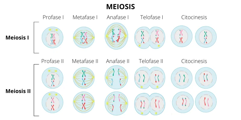 Variedades de células reproductivas humanas