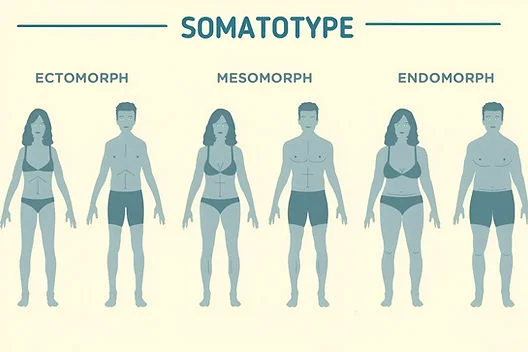 Guía Completa Sobre Somatotipos: Identifica tu Tipo de Cuerpo
