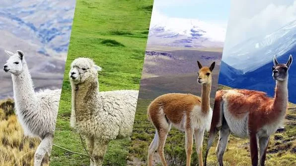 Variedades de Llamas y su Impacto