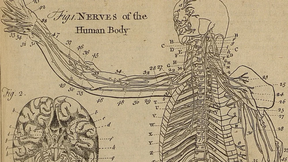Diferentes Clases de Nervios del Cuerpo Humano