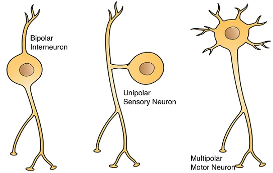 Clasificación de Neuronas y sus Funciones Principales
