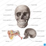 Anatomía detallada del cráneo humano y sus huesos principales