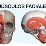 Anatomía Facial: Secretos de los Huesos del Rostro