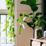 Conexión Profunda con la Naturaleza: Entendiendo la Biofilia