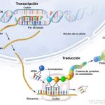 El proceso de traducir el ADN