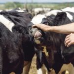 Entendiendo el miedo irracional hacia las vacas
