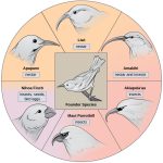 Evolución de Nuevas Especies en Espacios Compartidos