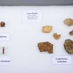 Homo Antecessor: Revelaciones del Pasado Humano