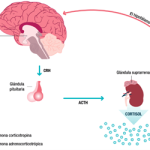 Impacto de las hormonas del estrés en tu salud