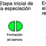 La magia de la especiación alopátrica: evolución en aislamiento
