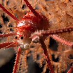 Los secretos detrás de la formación de nuevas especies