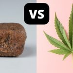 Marihuana vs Hachís: Características Distintivas que Debes Conocer