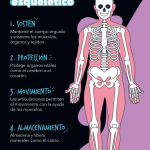 Misterios de los Huesos Planos: Función y Estructura