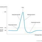 Misterios del potencial de membrana en reposo