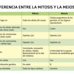 Mitosis y meiosis: Compara sus diferencias fundamentales