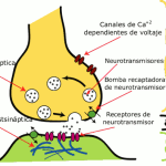 Potencial del óxido nítrico como neurotransmisor clave