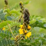 Secretos y Beneficios de la Hoja de Sen