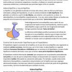 Secretos y Funciones Esenciales de la Adenohipófisis