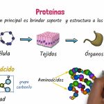 Secretos y funciones esenciales de las biomoléculas