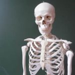Secretos y maravillas del esqueleto humano