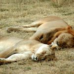 Sueños y Descansos de Todas las Especies Animales