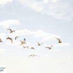 Supera tu miedo a las aves: guía sobre ornitofobia
