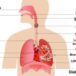 Análisis del sistema de fonación humana