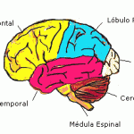 Anatomía del cerebro humano: componentes clave