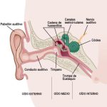 Anatomía del oído: Componentes esenciales