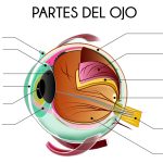 Anatomía del ojo: una mirada detallada