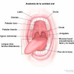Anatomía detallada de la cavidad bucal
