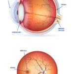 Anatomía detallada de la retina en el ojo humano
