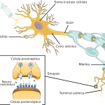 Anatomía y funciones de una neurona