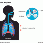 Ansiedad y respiración: la conexión subyacente
