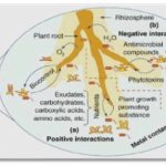 Antibiosis: el impacto de las interacciones microbianas