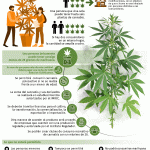Aprobación de la Marihuana en México: Un Cambio Histórico