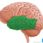 Aspectos clave del Planum Temporale en el cerebro humano