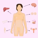 Beneficios y funciones esenciales de los estrógenos en el cuerpo
