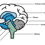 Cambios Emocionales en la Bipolaridad: Regiones Cerebrales Involucradas