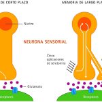 Células nerviosas determinan la persistencia o desaparición de recuerdos