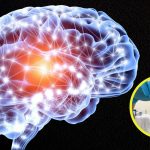 Científicos Detectan Microplásticos en Cerebros Humanos