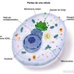 Componentes esenciales de una célula