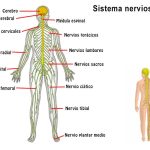 Componentes principales del sistema nervioso