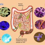Conexión entre intestino y cerebro: funcionamiento explicado