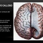 Conoce el Fascinante Mundo del Cuerpo Calloso Cerebral