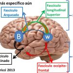 Conoce en profundidad el fascículo uncinado