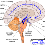 Conoce las principales rutas dopaminérgicas del cerebro