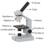 Conoce todas las partes del microscopio