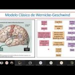 Contrastes Neuropsicológicos entre Zurdos y Diestros